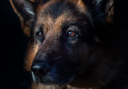 Addio a Proteo, cane da ricerca morto nei soccorsi in Turchia